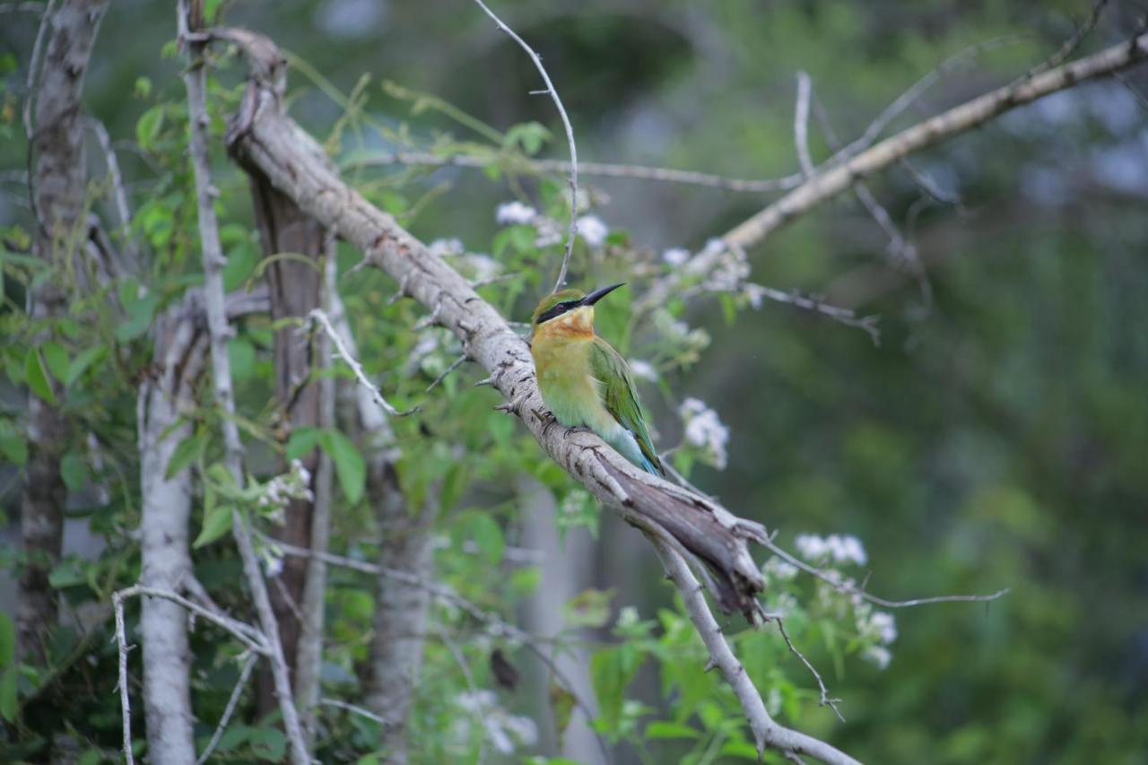 Little Birds Safari Lodge Udawalawe Esterno foto